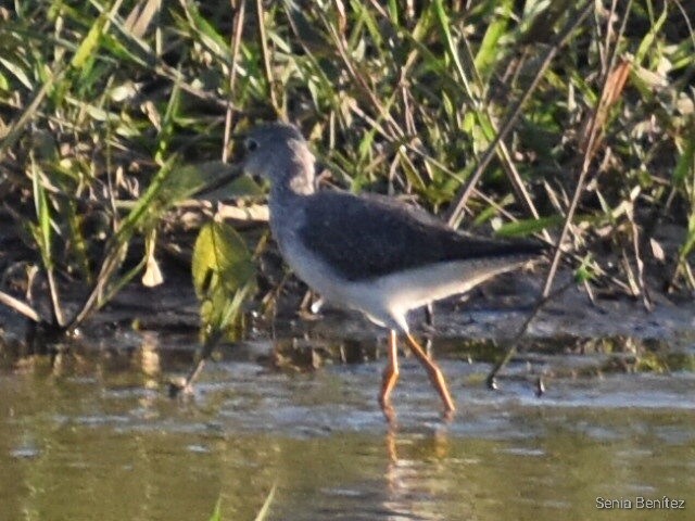 Lesser Yellowlegs - Senia Benitez