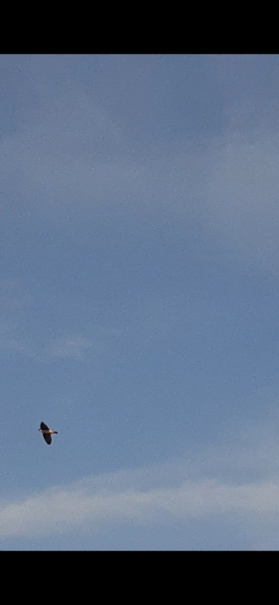 Golondrina Bicolor - ML523104651