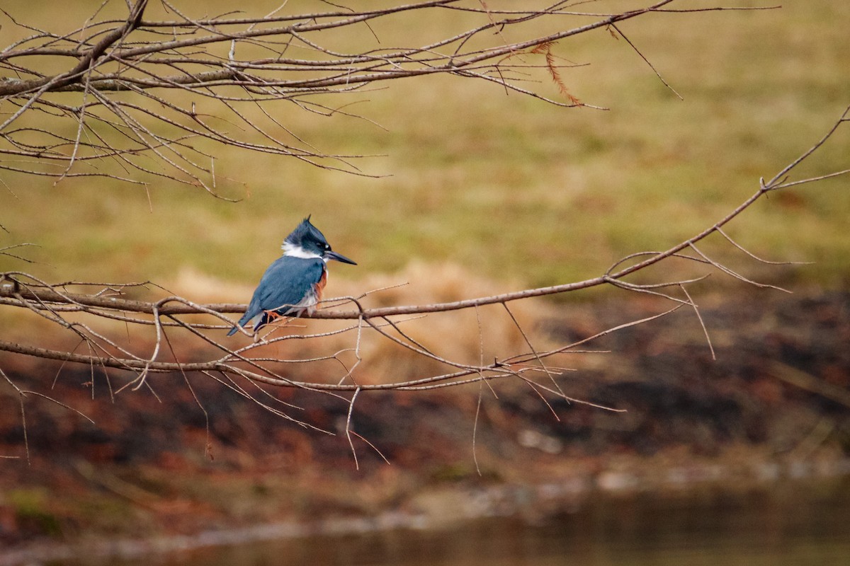 Belted Kingfisher - ML523105021