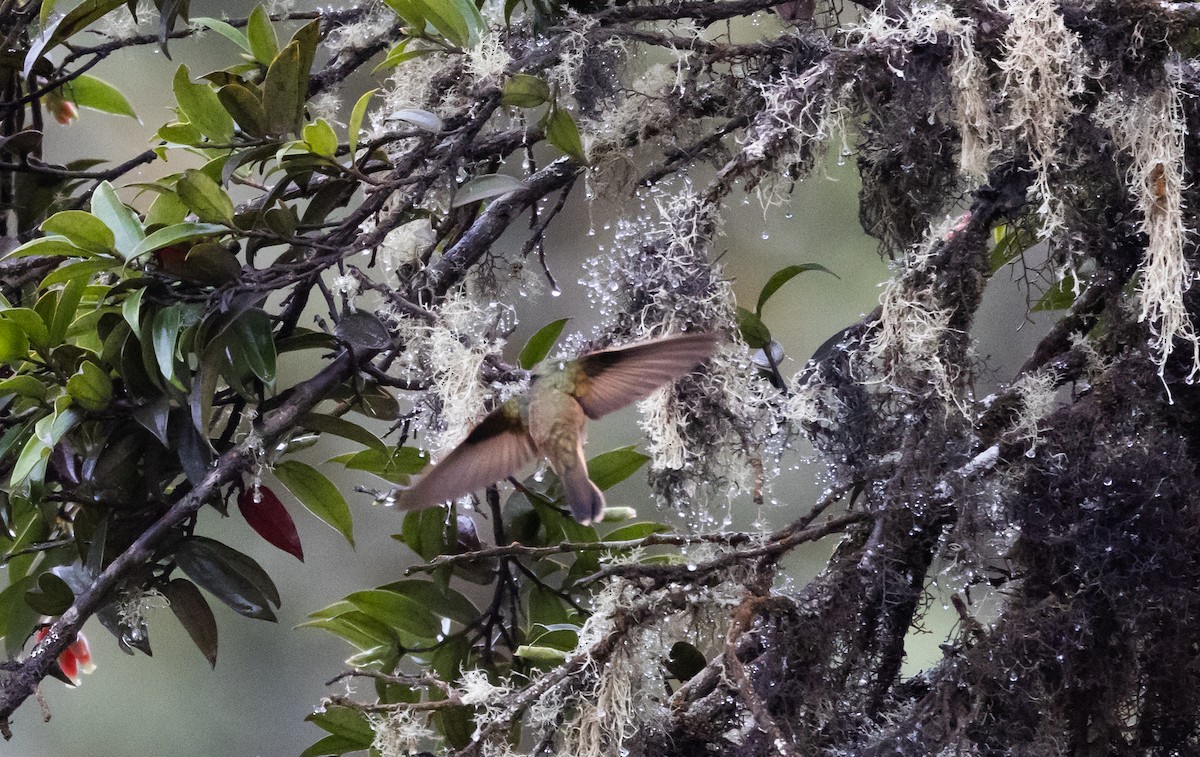 inka fialkovohrdlý (ssp. osculans) - ML523107771