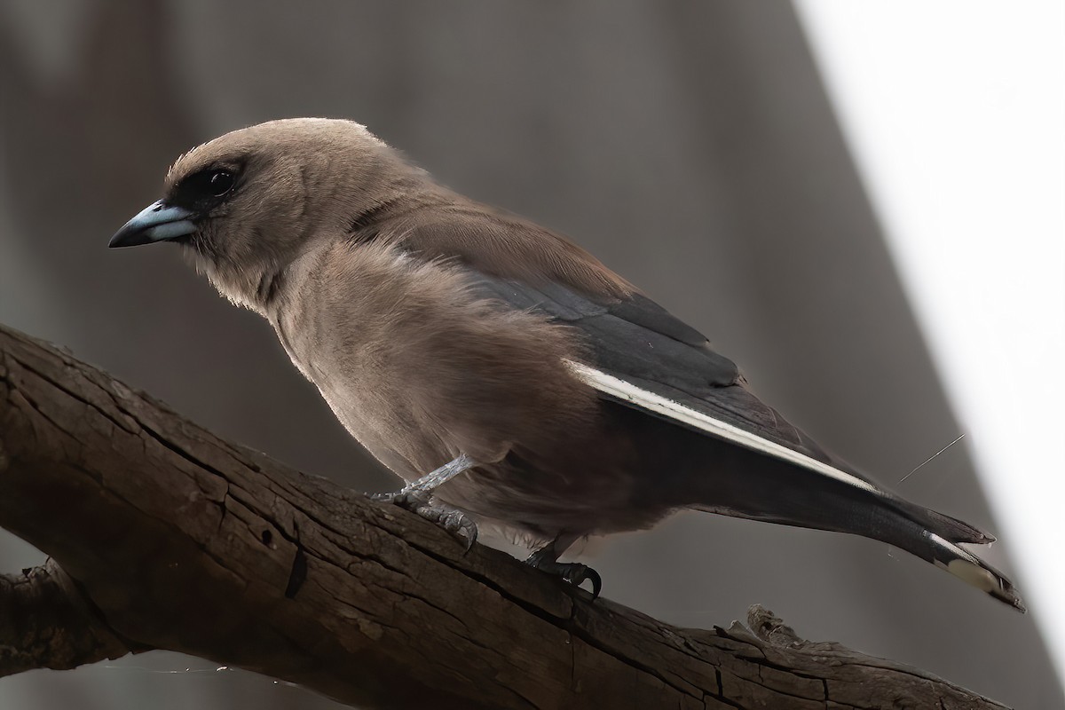 Dusky Woodswallow - Anthony Sokol