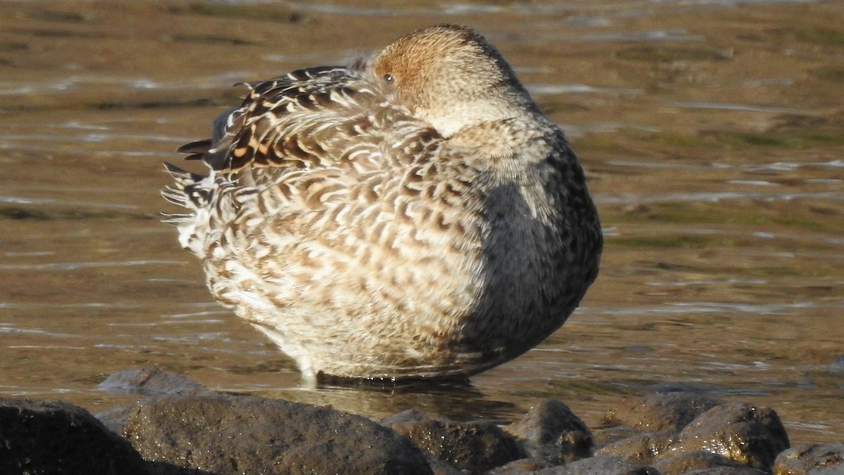 Northern Pintail - Rob Speirs