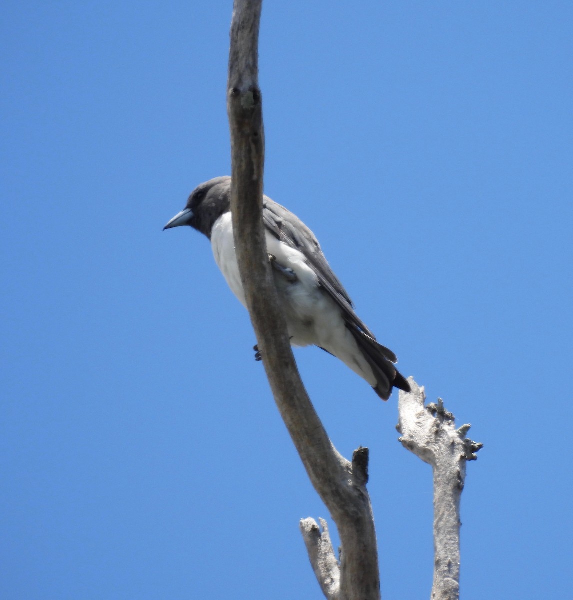 White-breasted Woodswallow - ML523111071