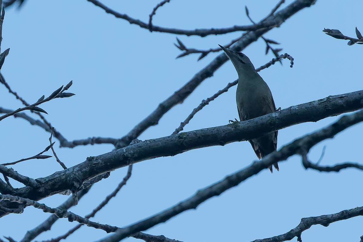 Gray-headed Woodpecker - ML523111101
