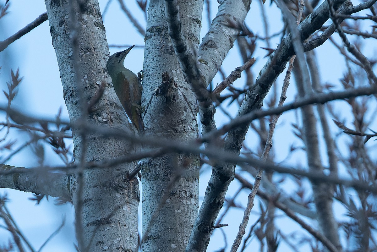 Gray-headed Woodpecker - Joachim Bertrands