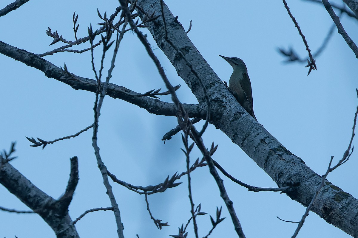 Gray-headed Woodpecker - ML523111121