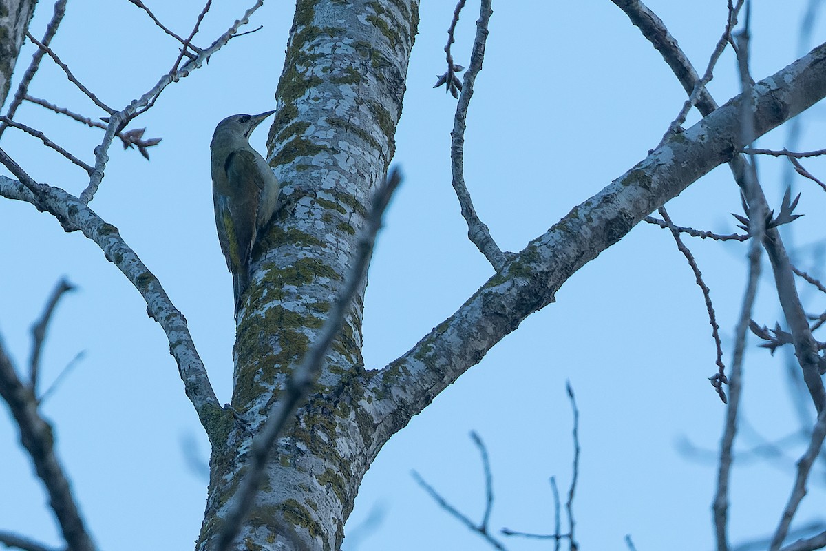 Gray-headed Woodpecker - ML523111131
