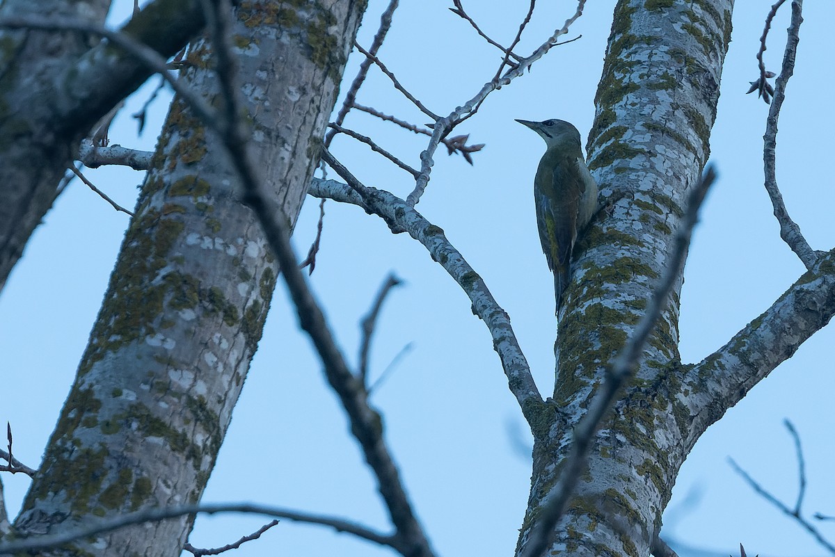 Gray-headed Woodpecker - ML523111141