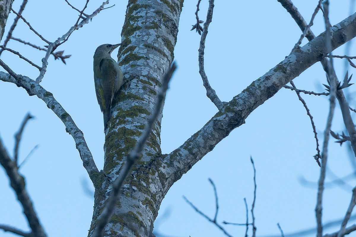 Gray-headed Woodpecker - ML523111151