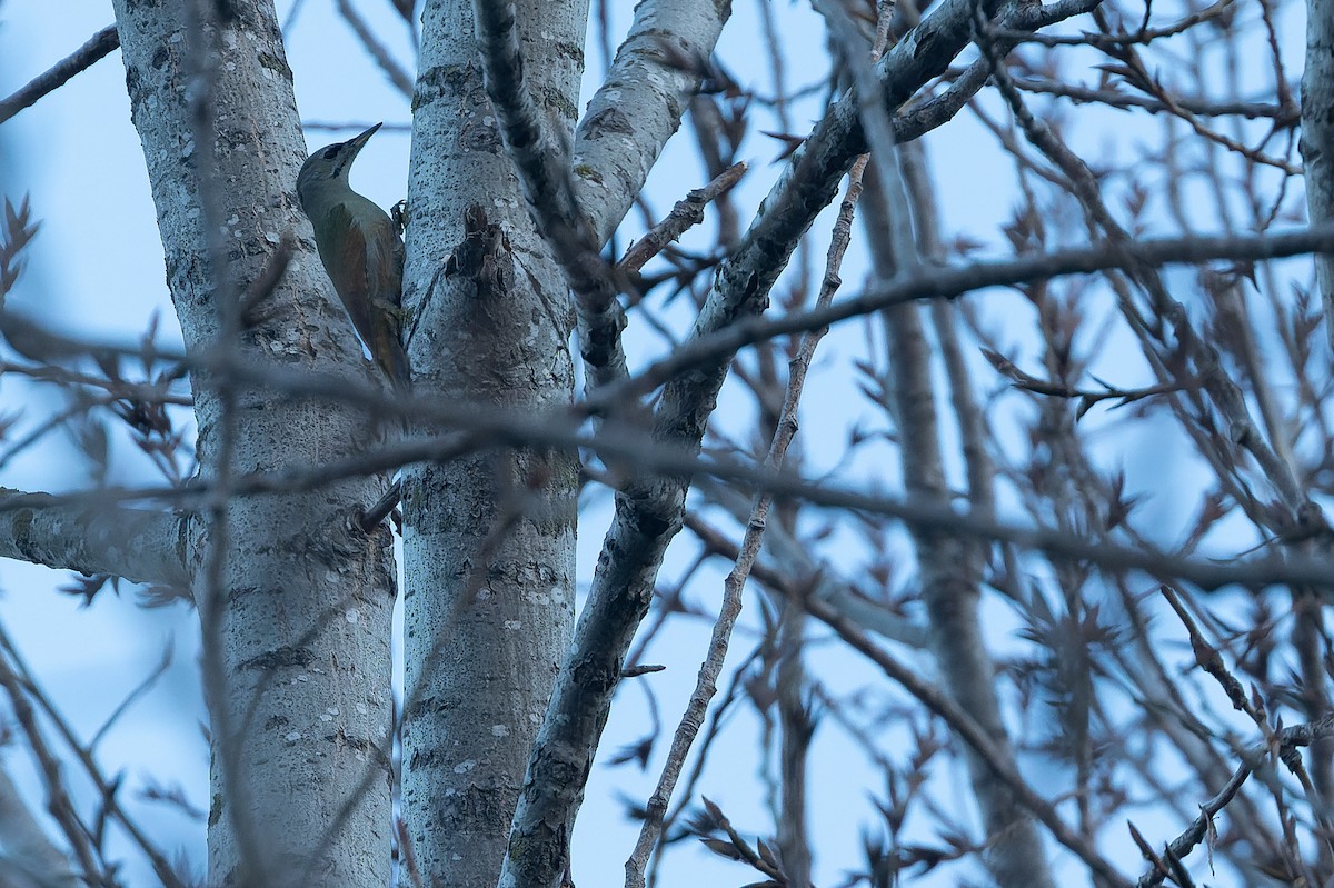 Gray-headed Woodpecker - ML523111161