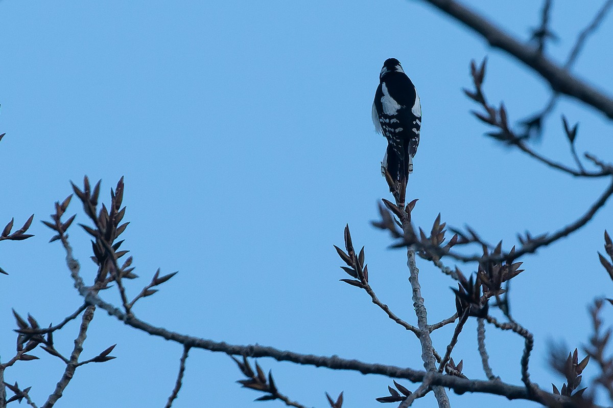 Great Spotted Woodpecker - ML523111191