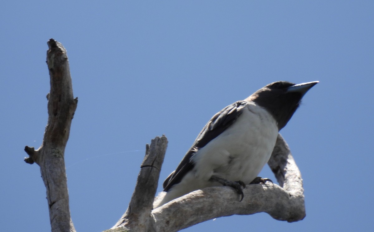 White-breasted Woodswallow - ML523111291