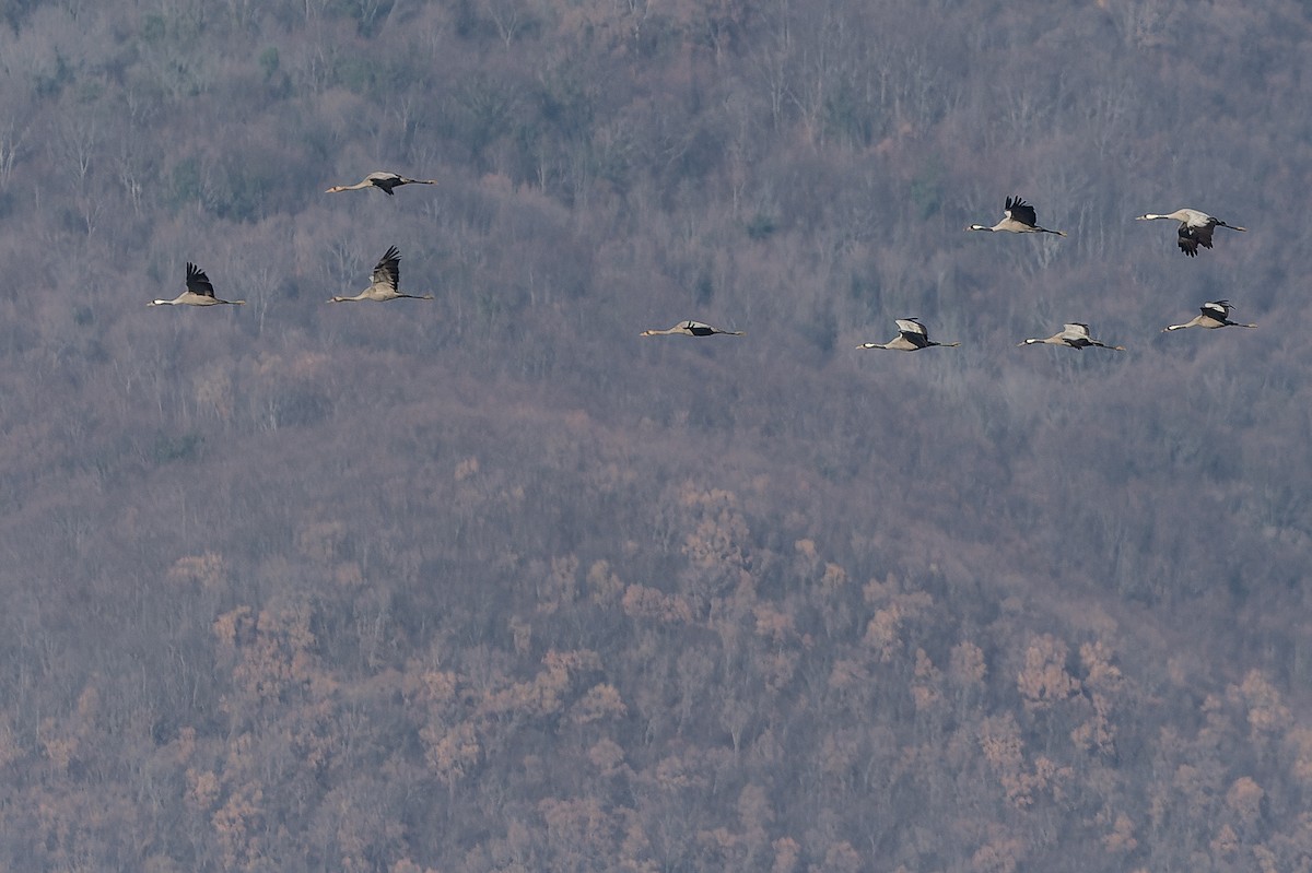 Common Crane - Joachim Bertrands