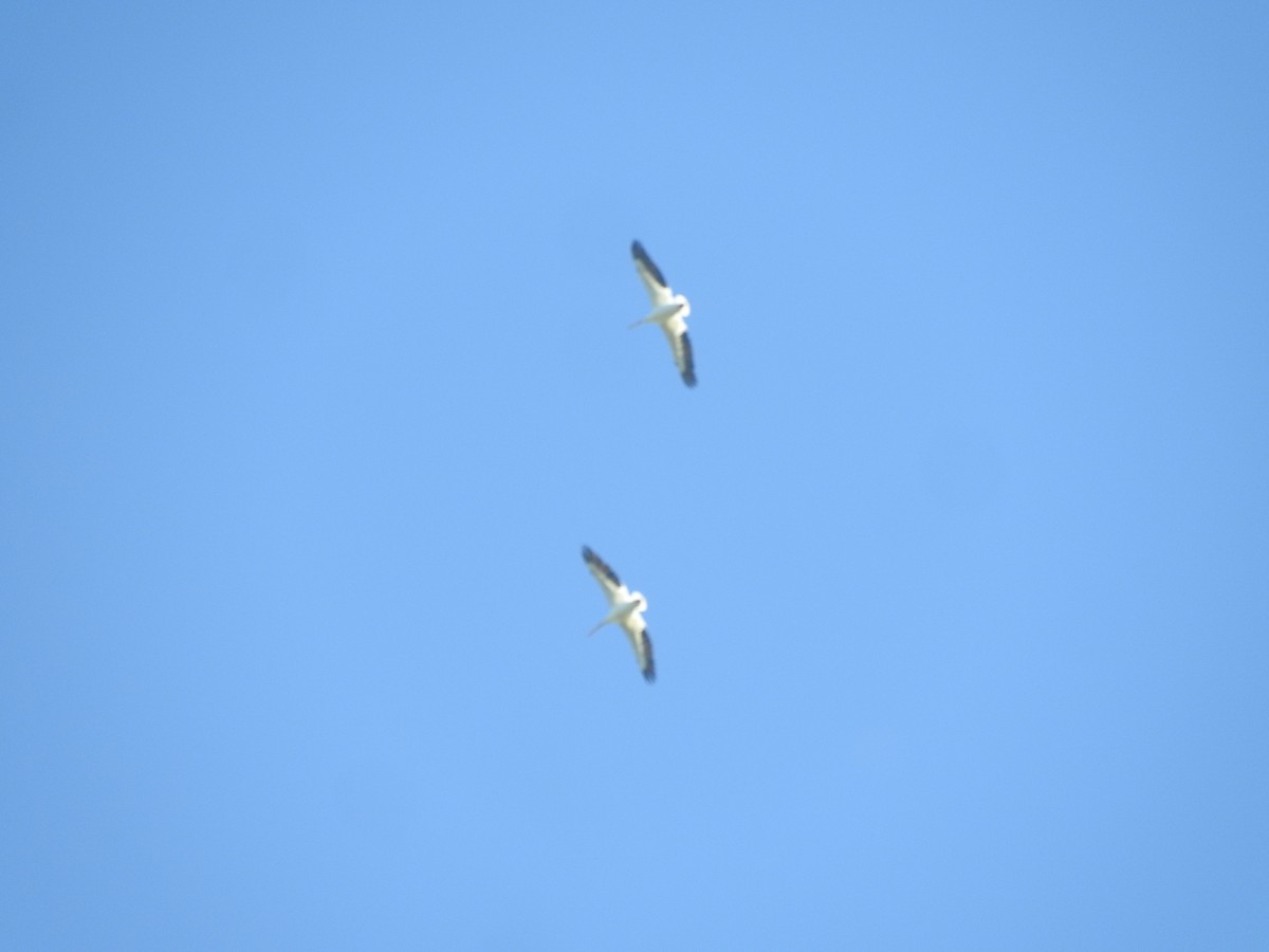 American White Pelican - Luis  Morales