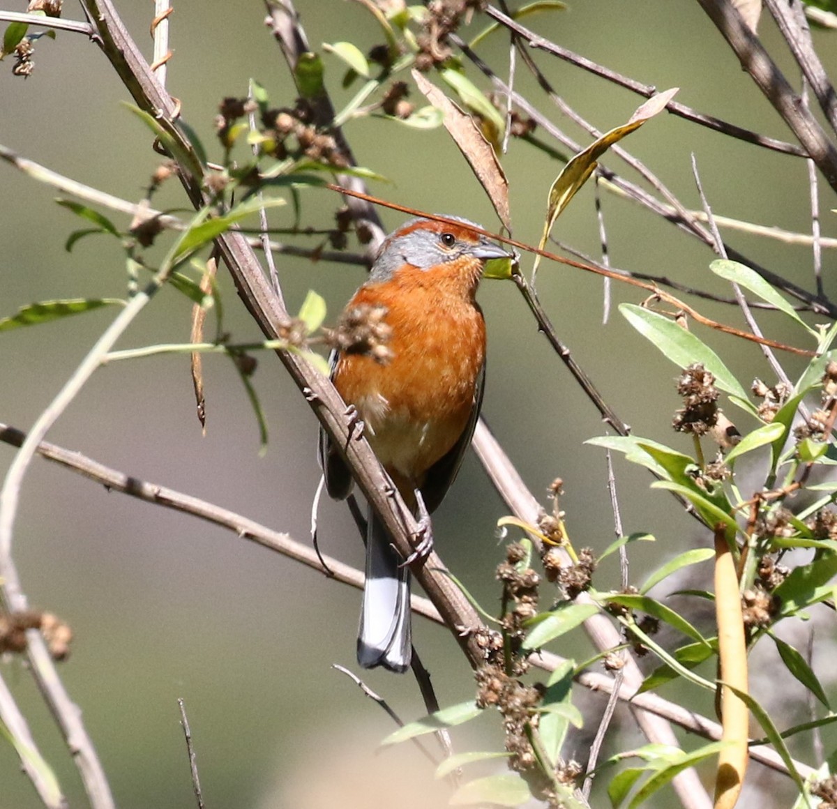 Rusty-browed Warbling Finch - Viviane De Luccia