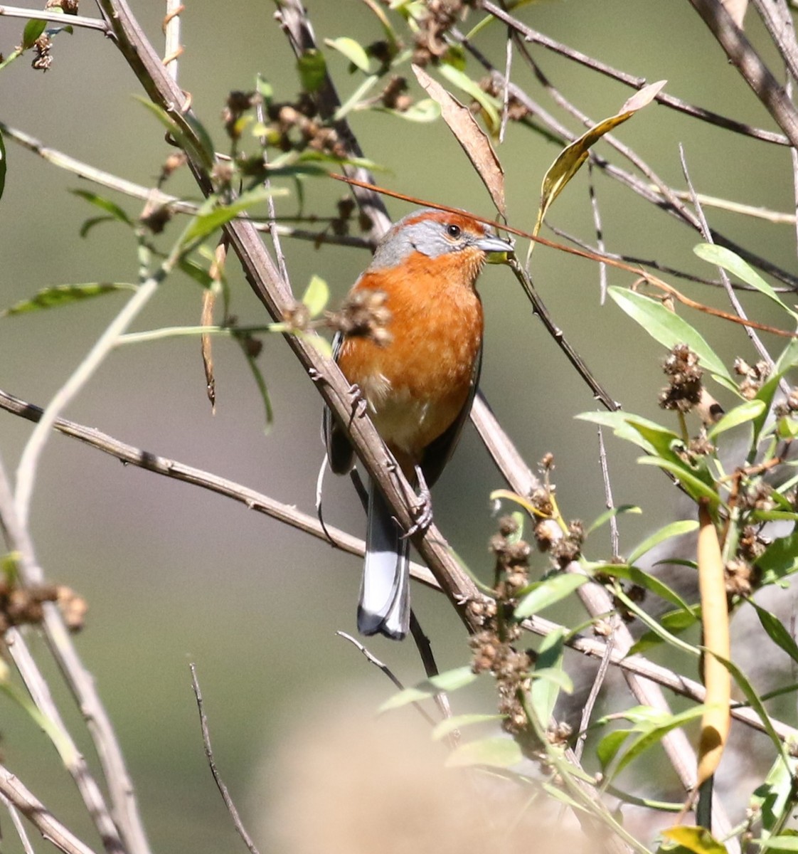 Rusty-browed Warbling Finch - Viviane De Luccia