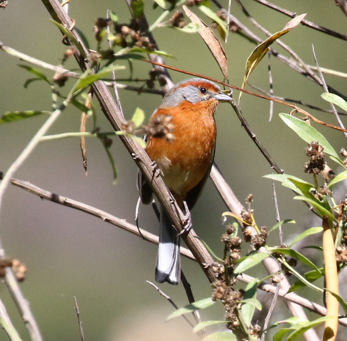 Rusty-browed Warbling Finch - Viviane De Luccia