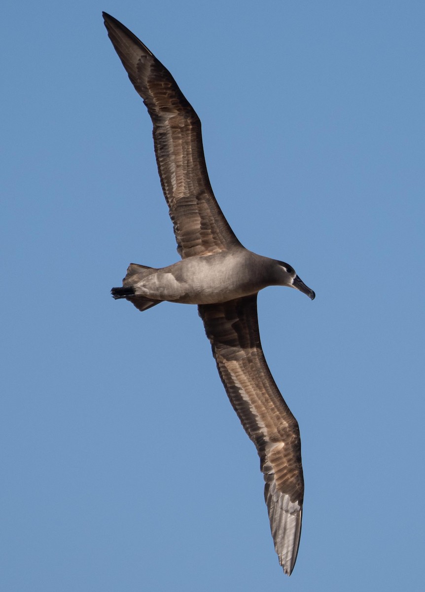 Albatros à pieds noirs - ML523115031
