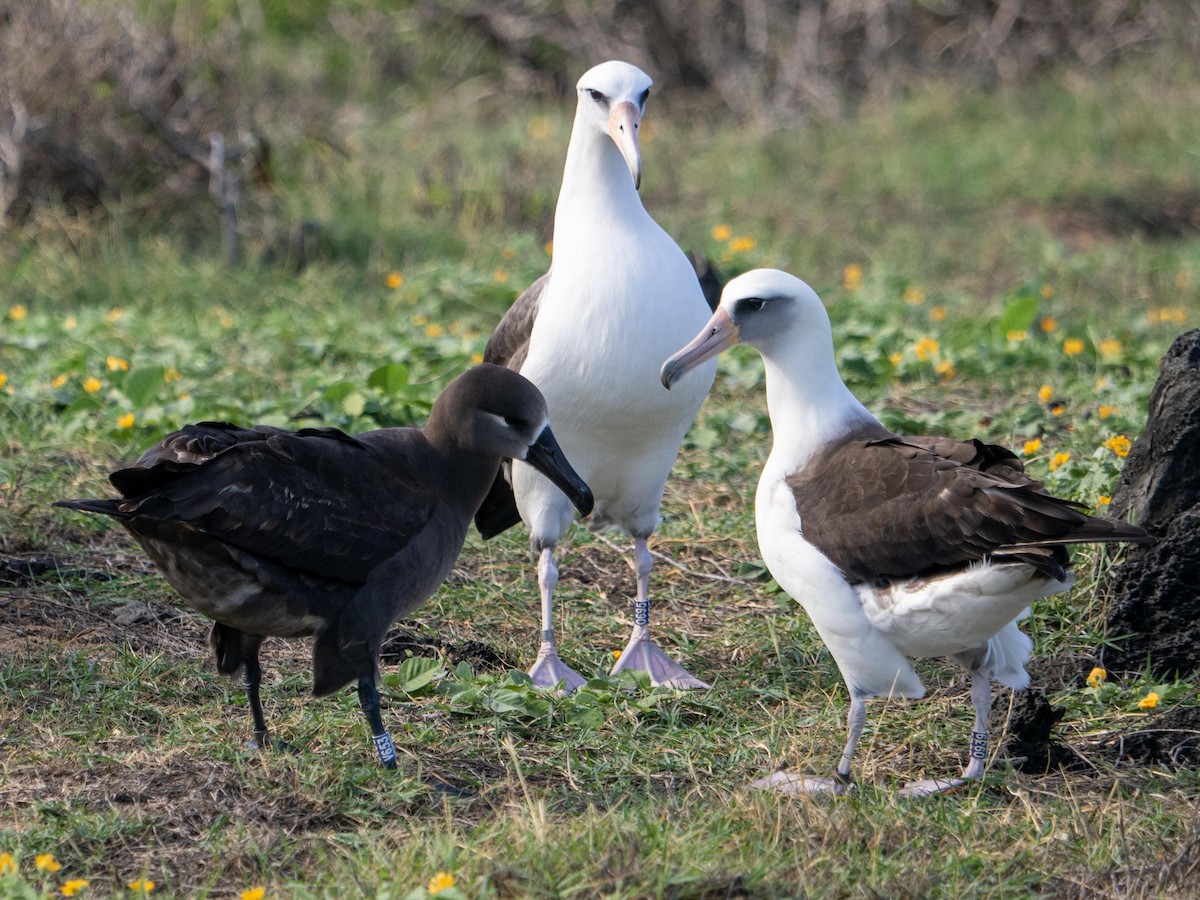 Black-footed Albatross - Peter Donaldson