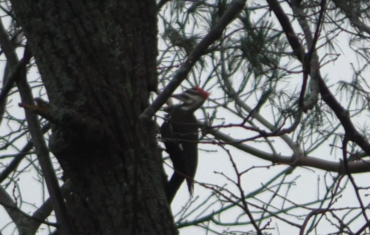 Pileated Woodpecker - Ferris Akel