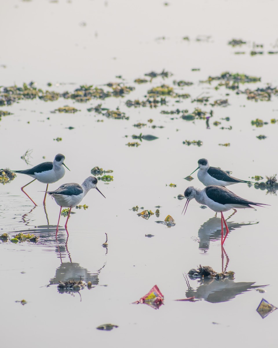 Black-winged Stilt - ML523115921