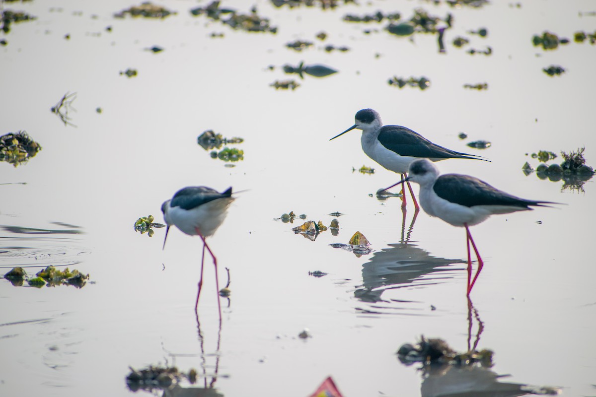 Black-winged Stilt - ML523115931