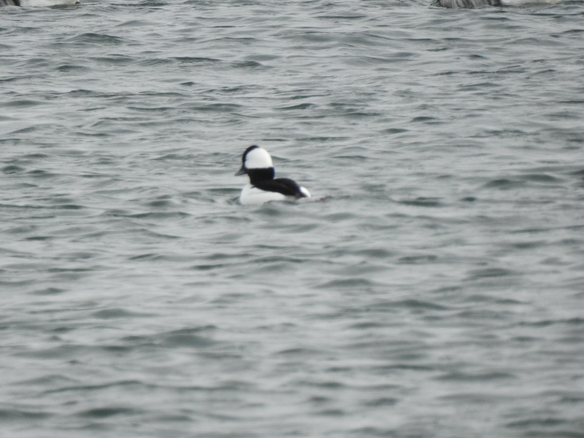 Bufflehead - Vincent Glasser