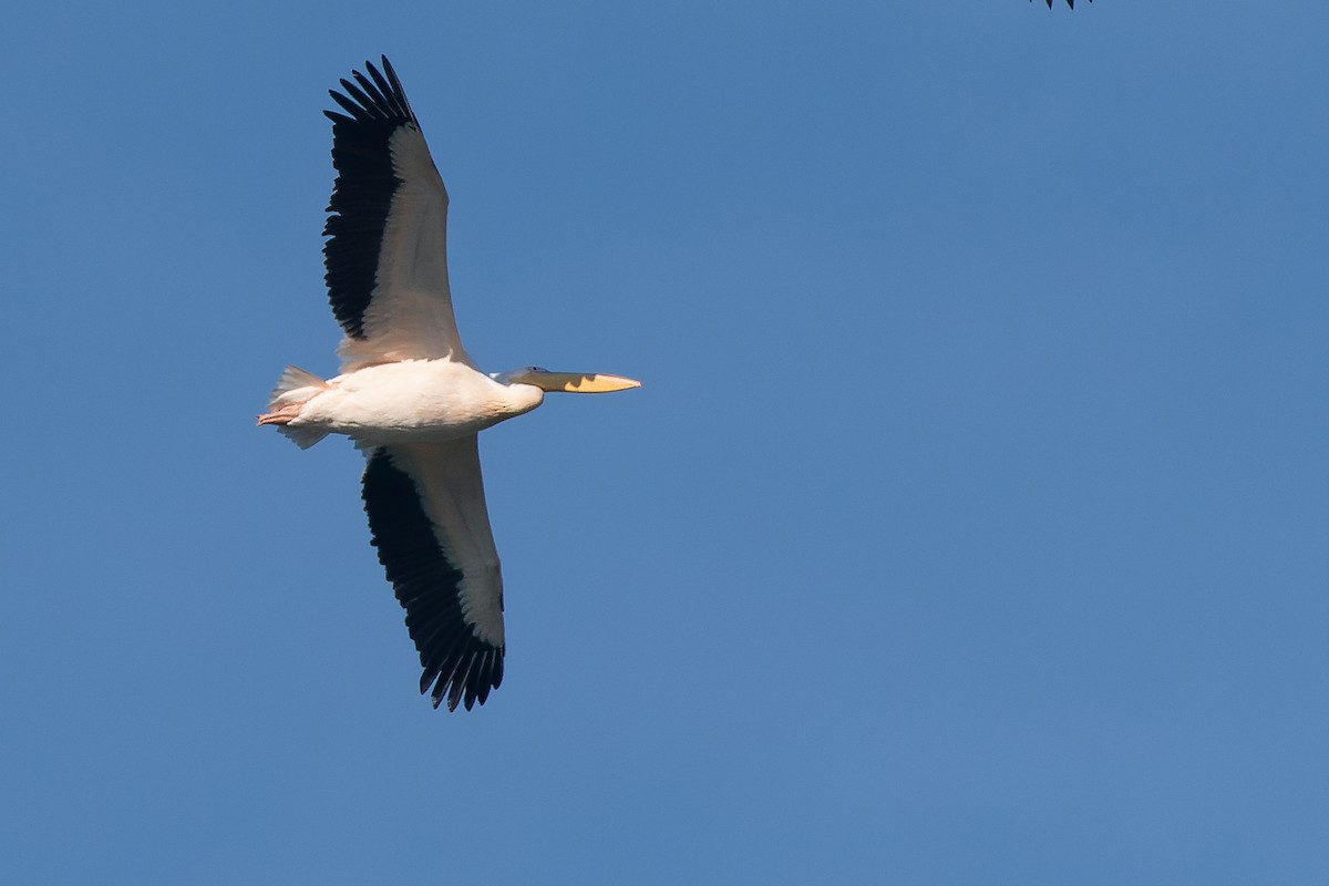 pelikán bílý - ML523116661
