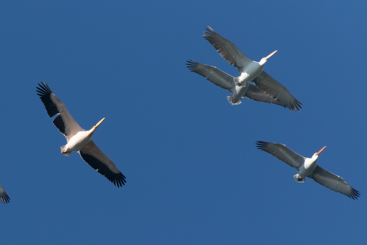 pelikán bílý - ML523116671