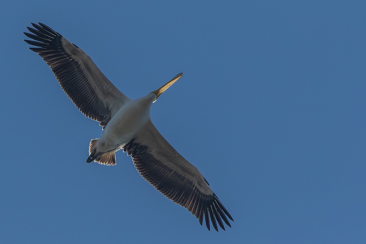 pelikán bílý - ML523116691
