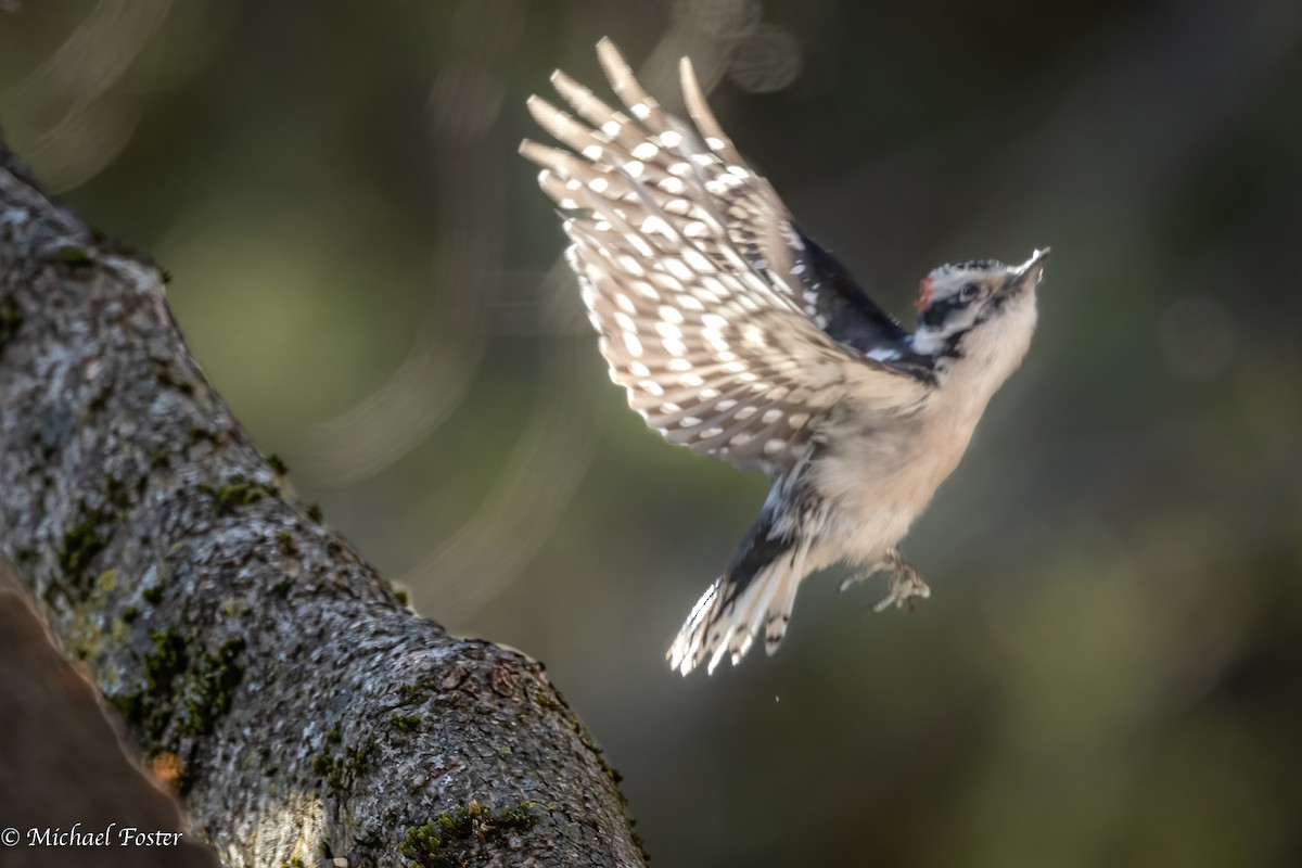 Downy Woodpecker (Eastern) - ML523118761