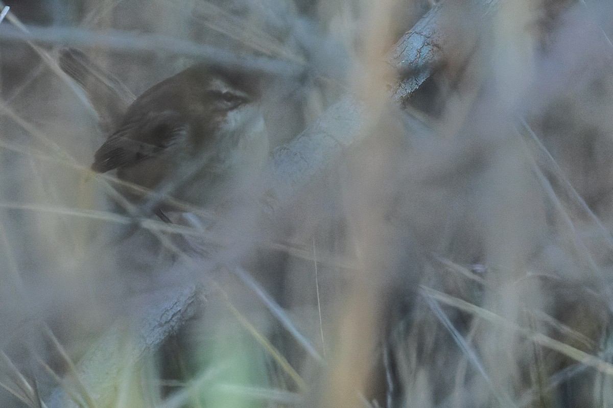 Moustached Warbler - ML523118951