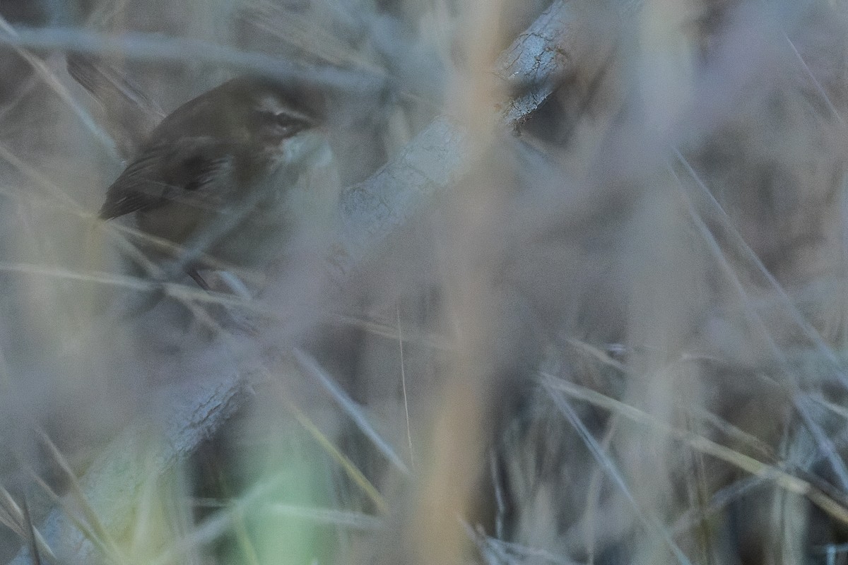 Moustached Warbler - ML523118961