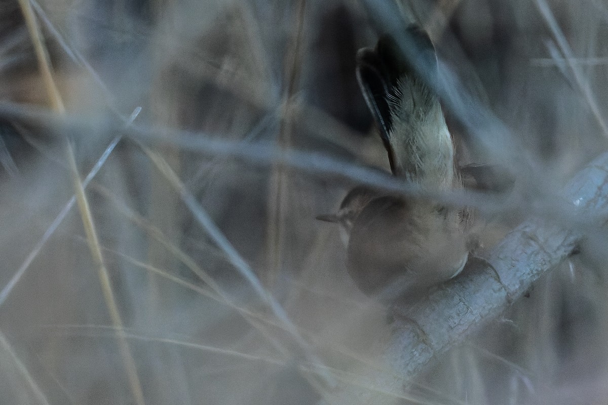 Moustached Warbler - ML523118971