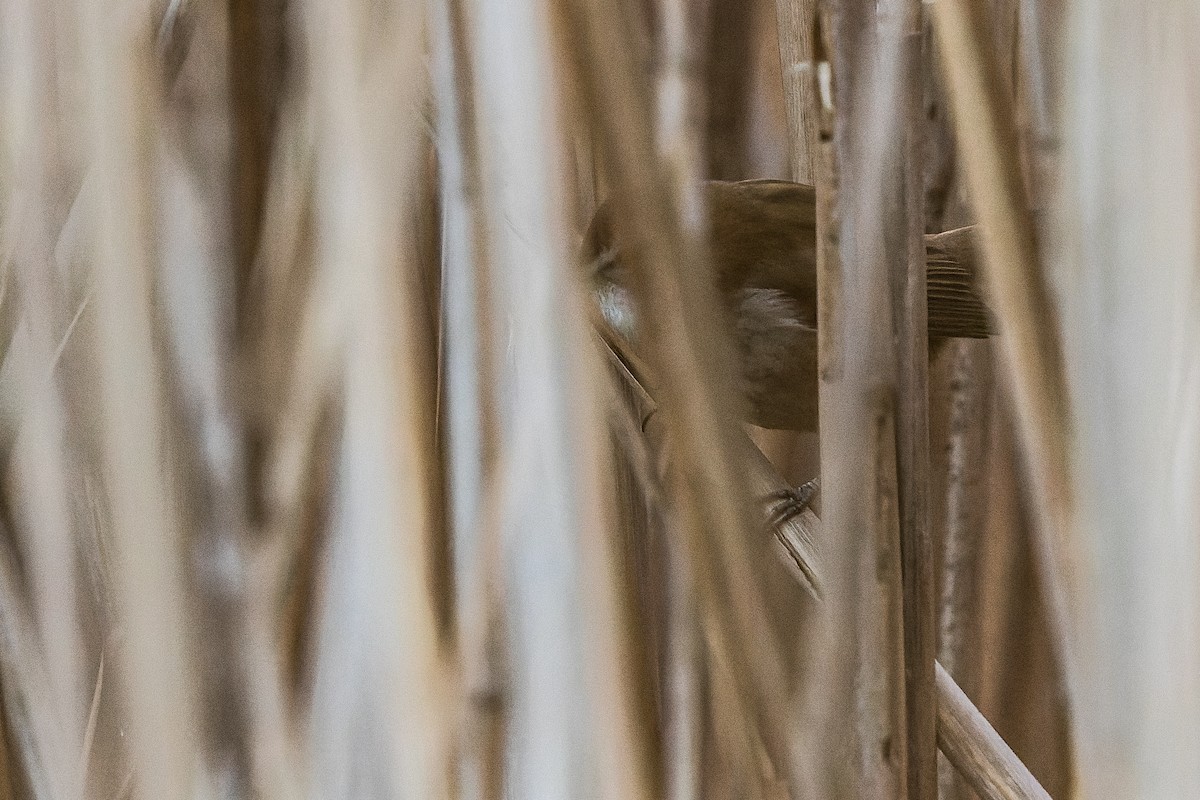 Moustached Warbler - ML523118981