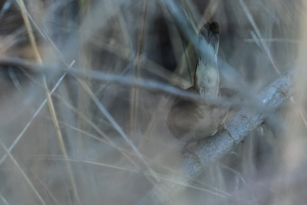 Moustached Warbler - ML523119001