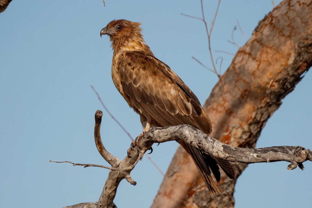 Whistling Kite - ML523119631