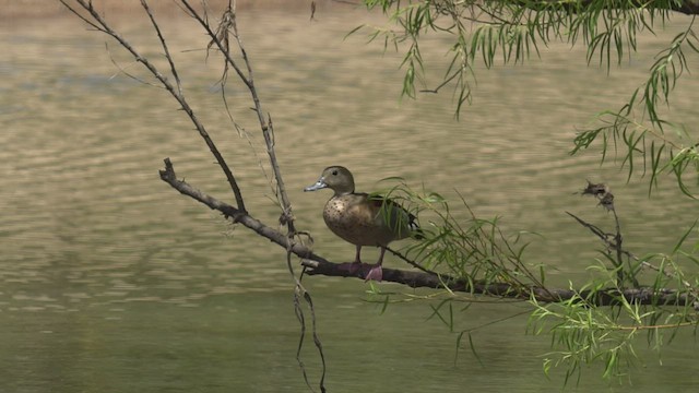 Ringed Teal - ML523120071