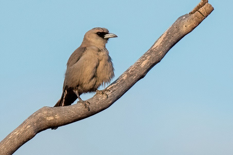 Black-faced Woodswallow - ML523120691