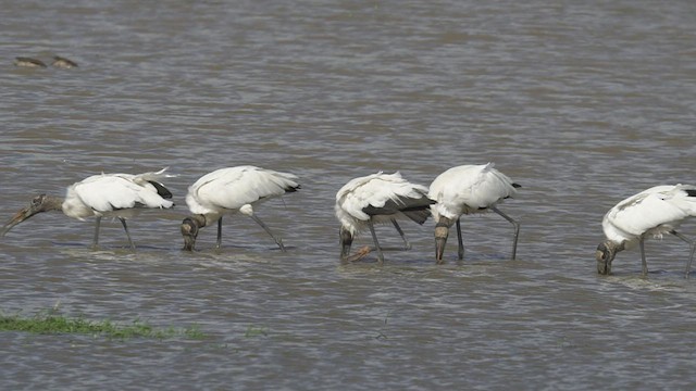 Wood Stork - ML523122081