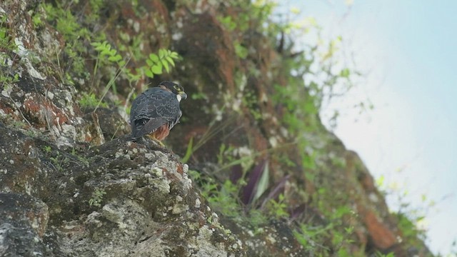 Orange-breasted Falcon - ML523123121