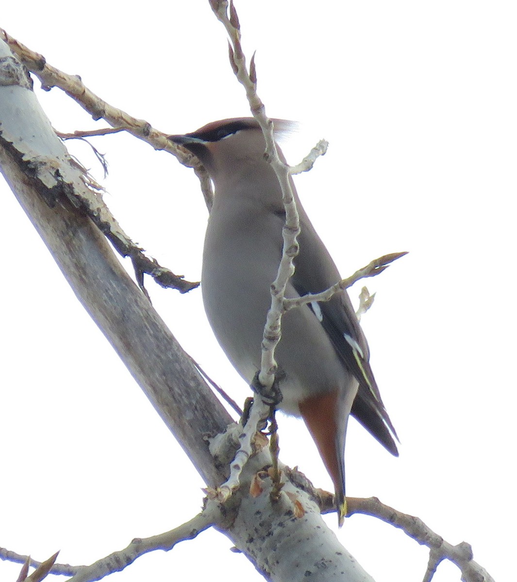 Bohemian Waxwing - ML523124731