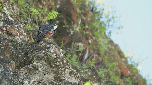 Orange-breasted Falcon - ML523125791