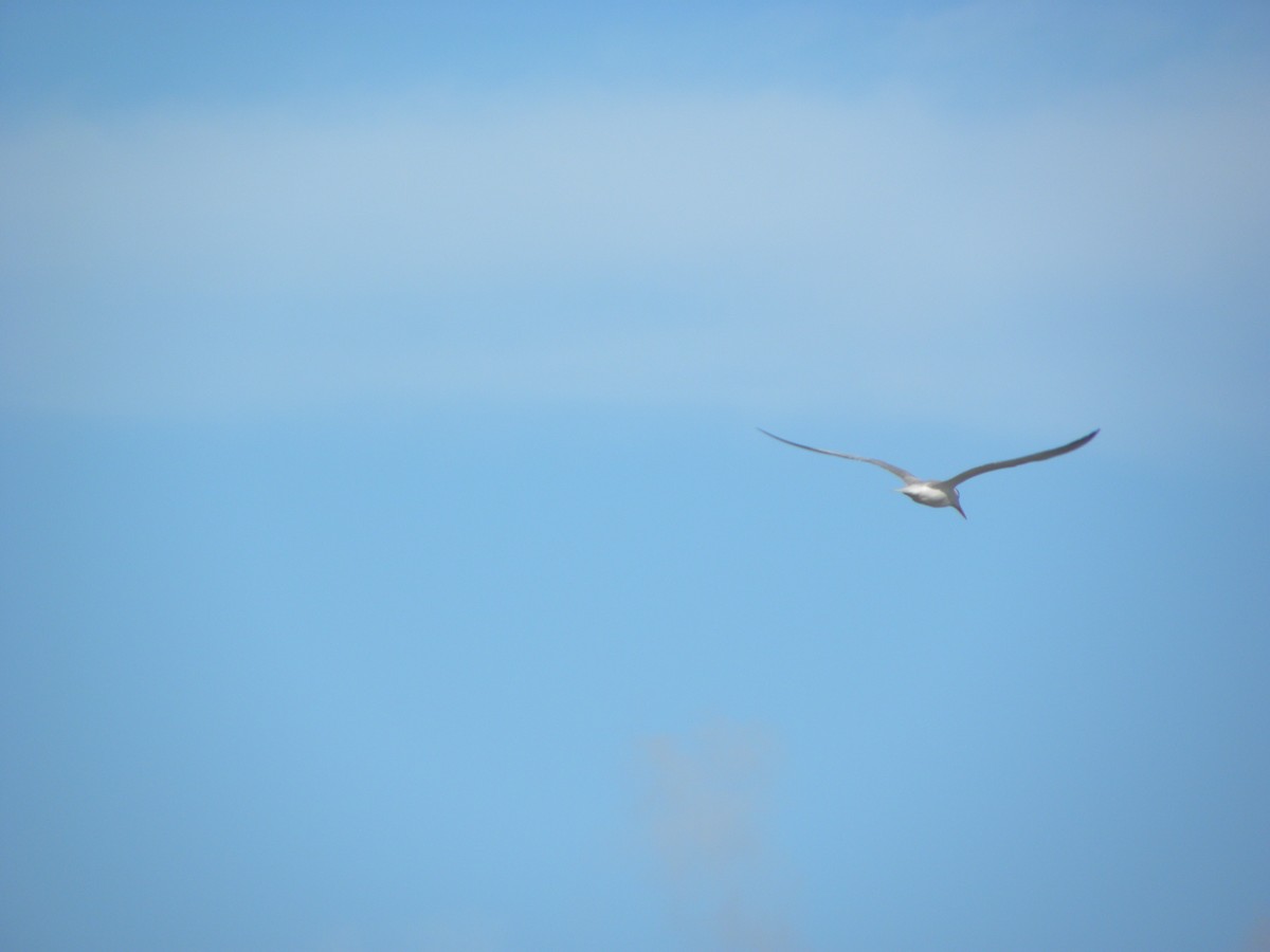 large tern sp. - ML523125971