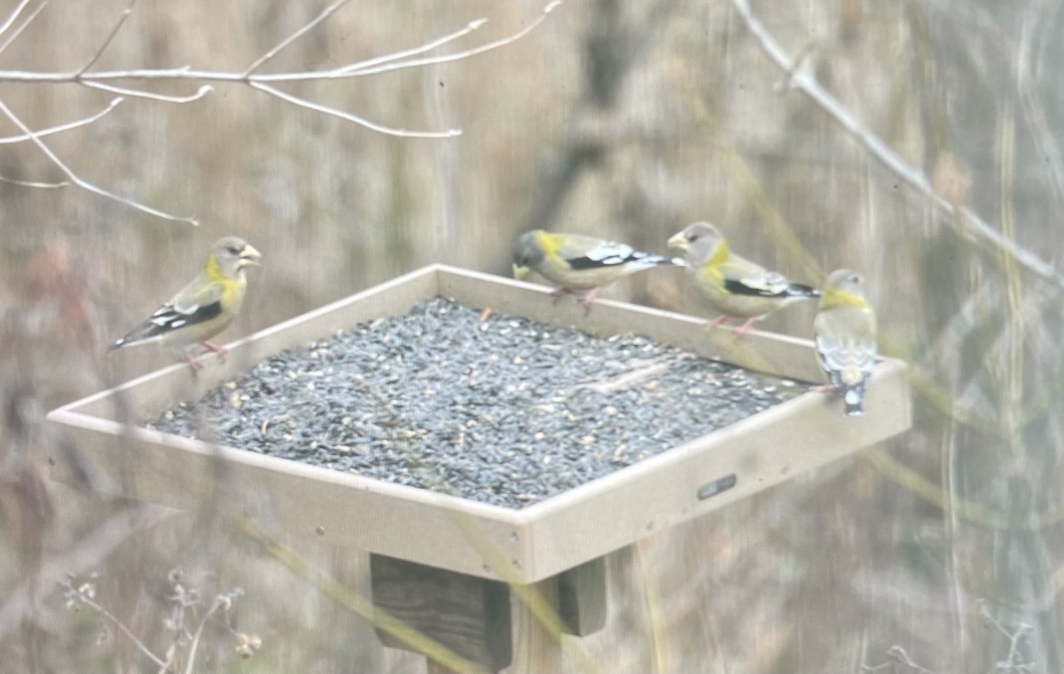 Evening Grosbeak - ML523126781