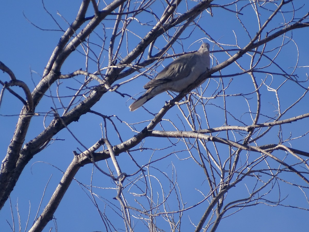 Eurasian Collared-Dove - ML523127181