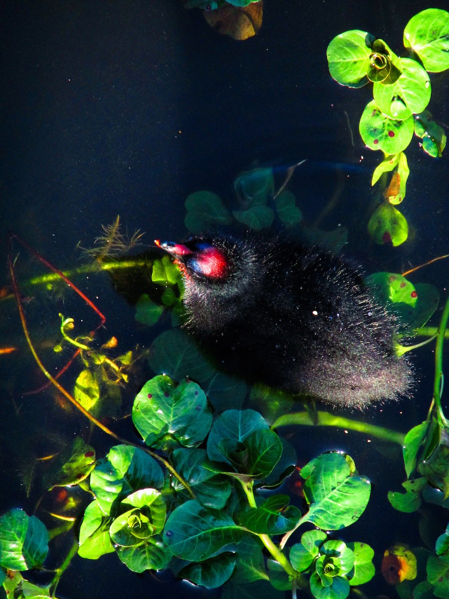 Red-gartered Coot - ML523127461