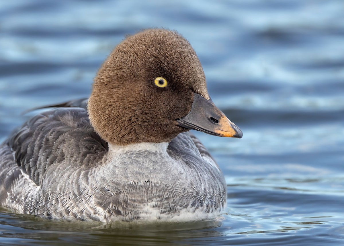 Common Goldeneye - ML523128061