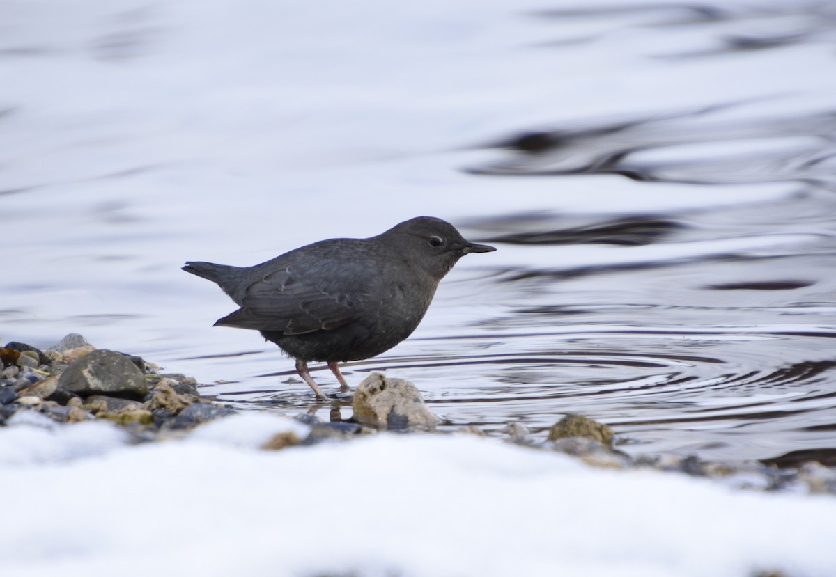 American Dipper - ML523128591