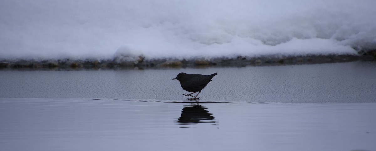 American Dipper - ML523128601